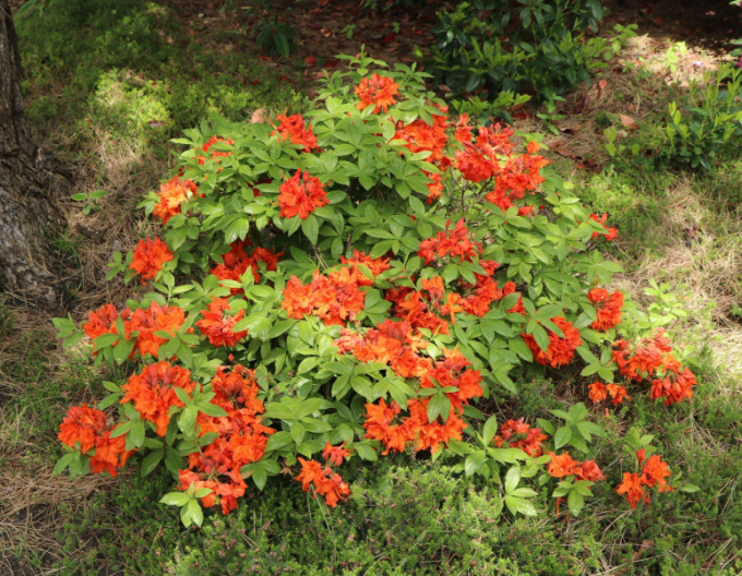 Azalka velkokvětá Gibraltar