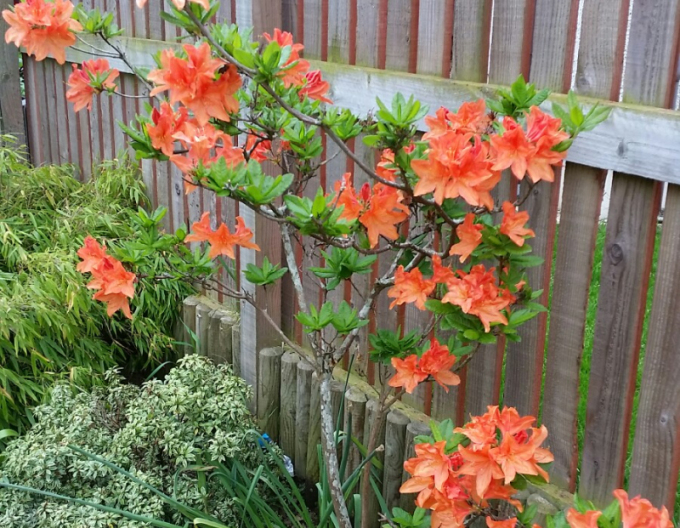 Azalka velkokvětá Gibraltar