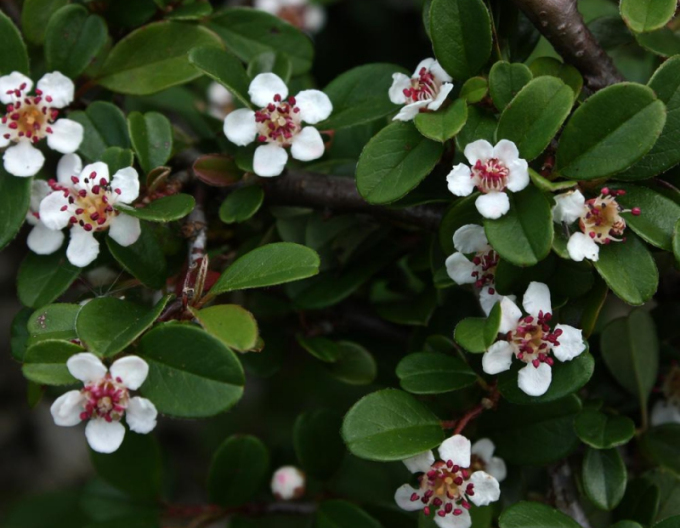 Skalník Eichholz 9x9