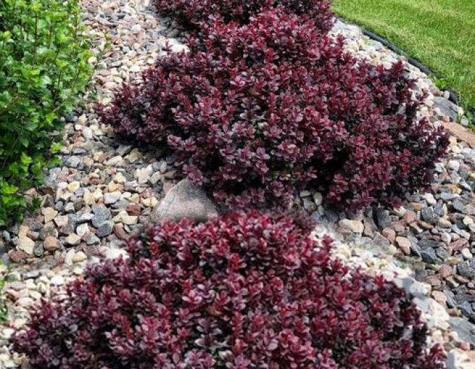 Dřišťál Thunbergův Concorde