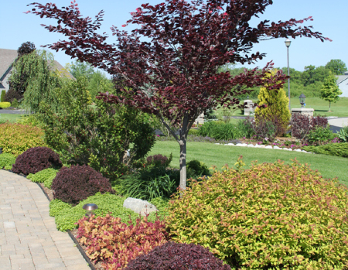 Dřišťál Thunbergův Concorde