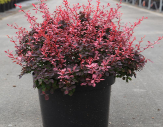 Dřišťál Thunbergův ´Inspiration´