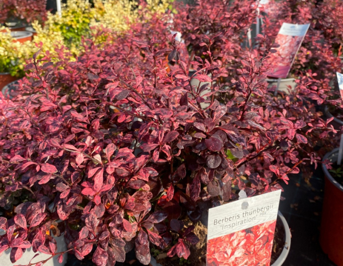 Dřišťál Thunbergův ´Inspiration´