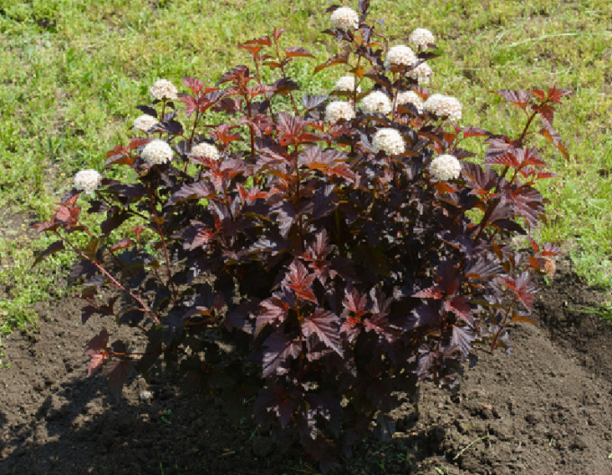 Tavola kalinolistá "Lady in Red"