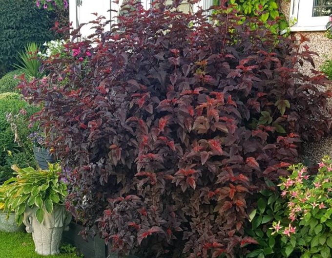 Tavola kalinolistá "Lady in Red"