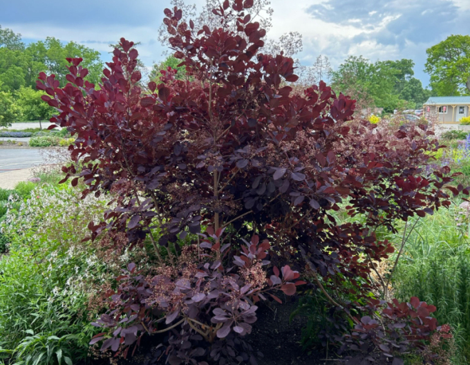 Ruj vlasatá Royal Purple