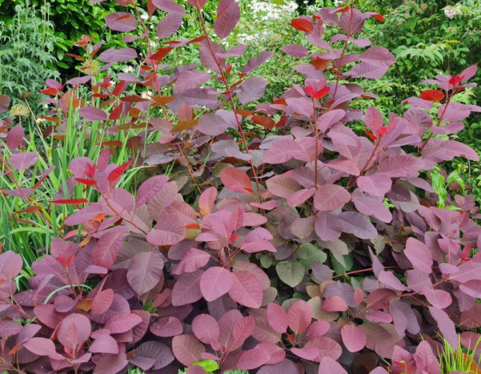 Ruj vlasatá Royal Purple