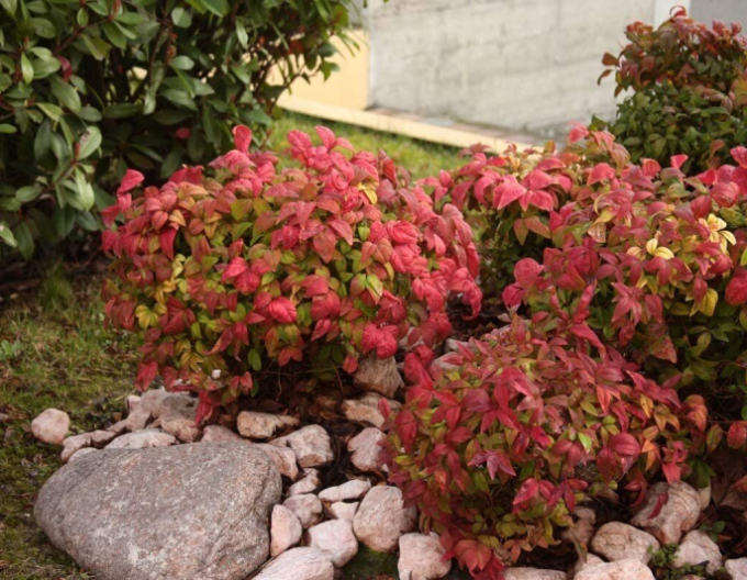 Nandina Fire Power