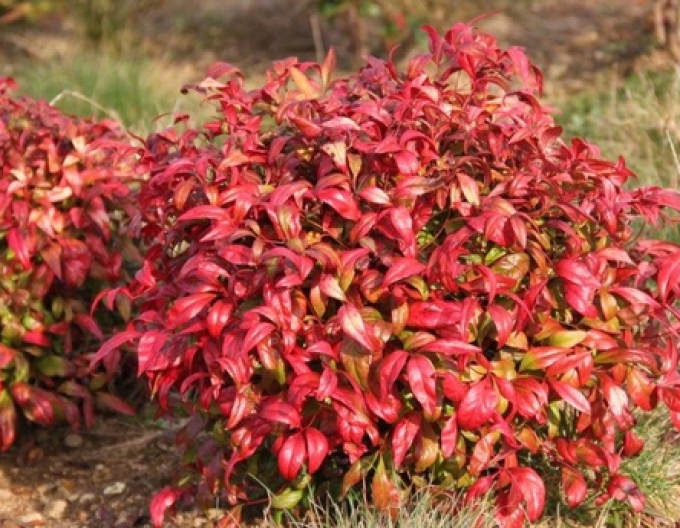 Nandina Fire Power