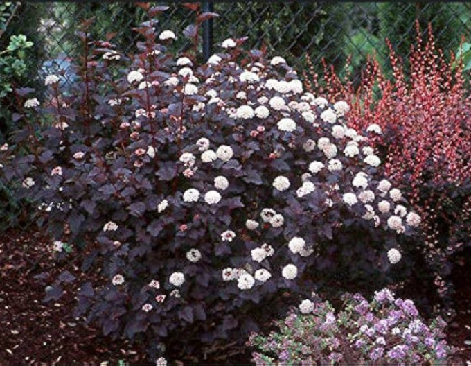 Tavola kalinolistá  Red Baron