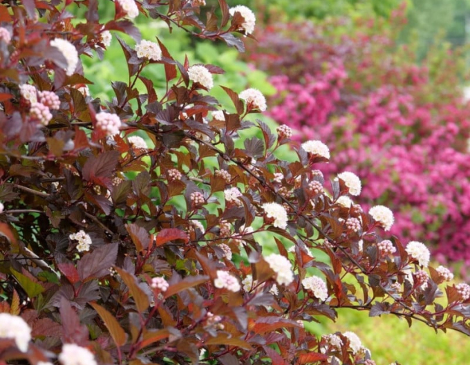 Tavola kalinolistá  Red Baron