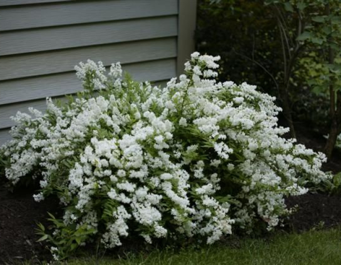 Trojpuk něžný ’Nikko’