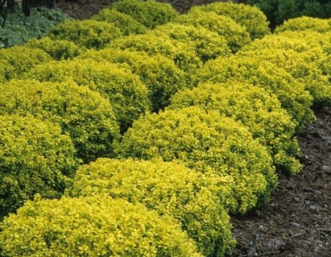 Dřišťál Thunbergův "Tiny Gold"