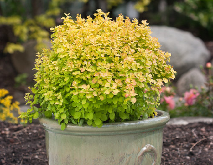 Dřišťál Thunbergův "Tiny Gold"