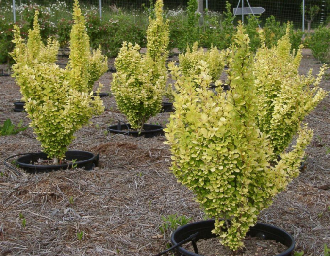 Dřišťál Thunbergův "Golden Rocket"