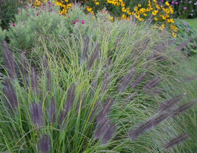 Dochan psárkovitý  Moudry 1,5L