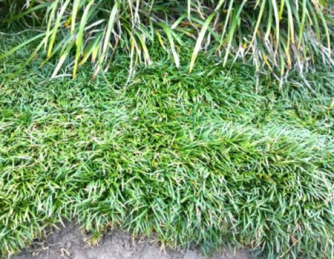 Sedoulek japonský ´Minor´