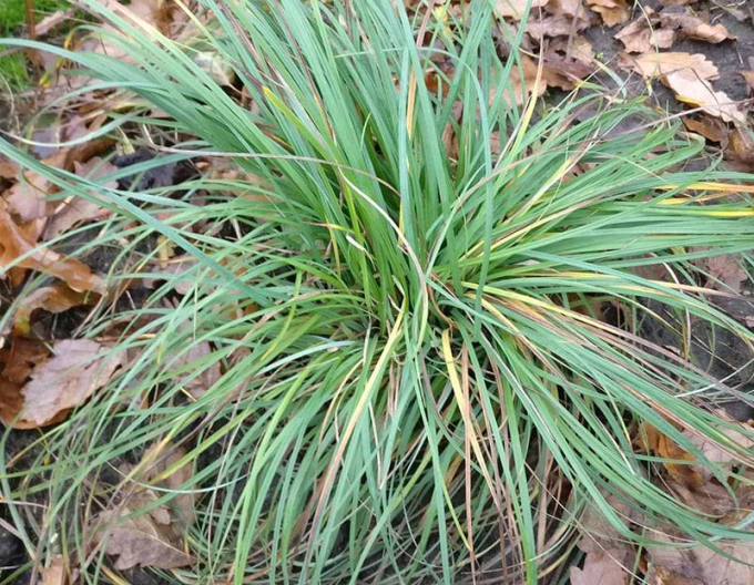 Ostřice  Blue Zinger 1,5L