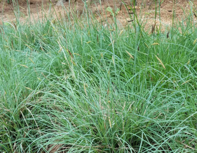 Ostřice  Blue Zinger 1,5L