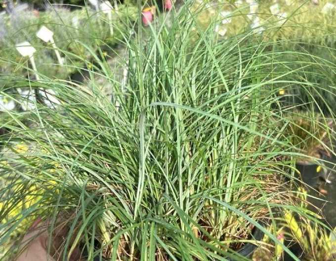 Ostřice  Blue Zinger 1,5L