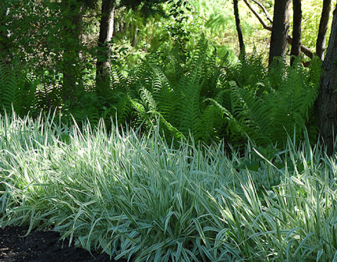 Chrastice rákosovitá ´Picta´