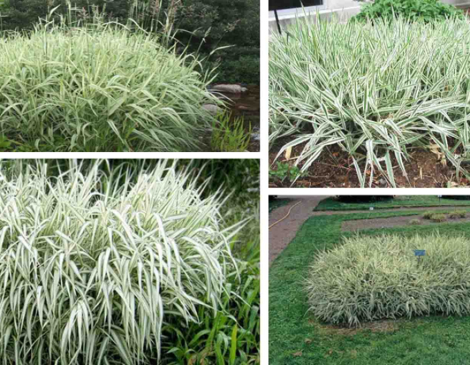 Chrastice rákosovitá ´Picta´