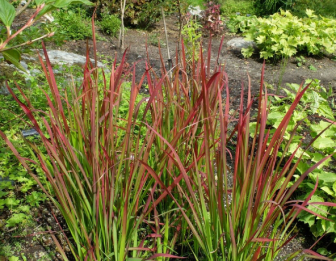 Imperata válcovitá ´Red Baron´ 1l