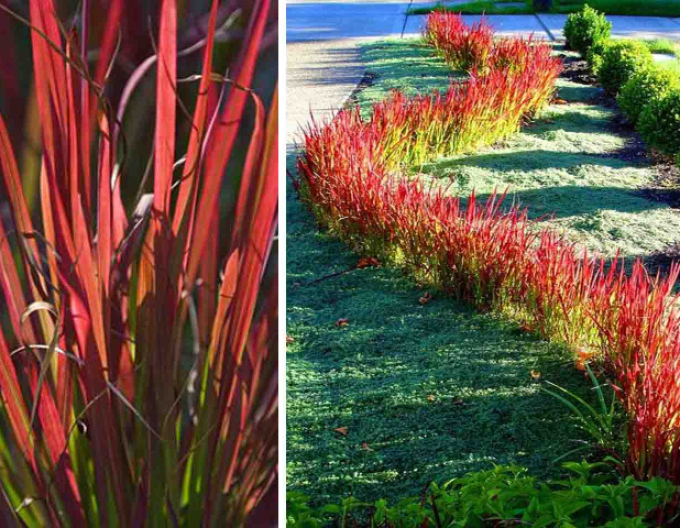 Imperata válcovitá ´Red Baron´ 1l