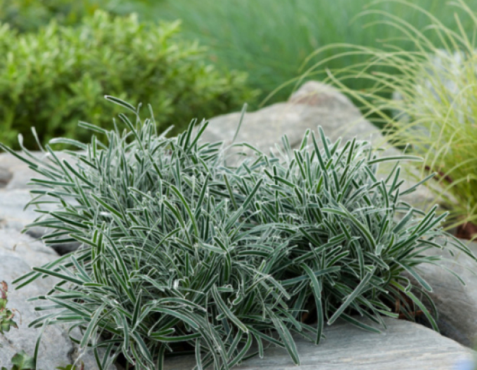 Ficinia ´Ice Crystal´