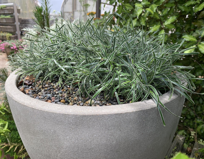 Ficinia ´Ice Crystal´