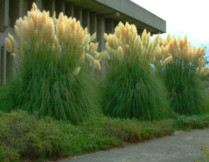 Pampová tráva  ´Evita´