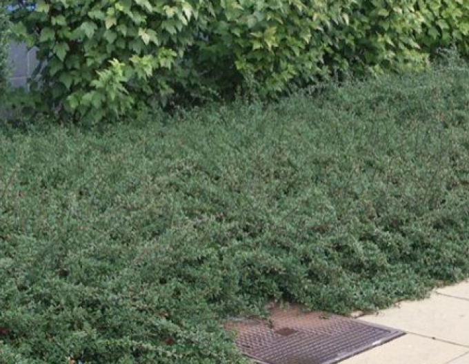 Skalník Eichholz 9x9