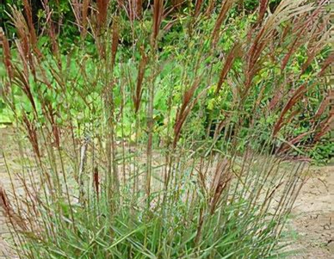 Ozdobnice čínská Serengeti