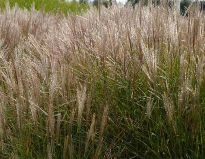 Ozdobnice čínská Serengeti