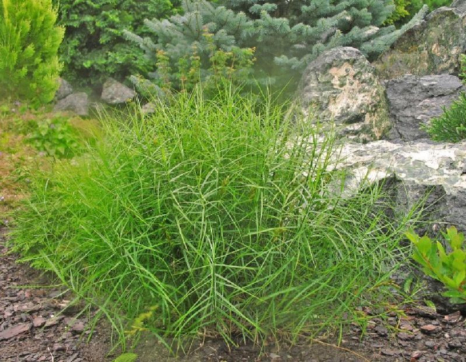 Ostřice muskingumská  ´Little Midge´