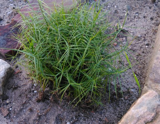 Ostřice muskingumská  ´Little Midge´