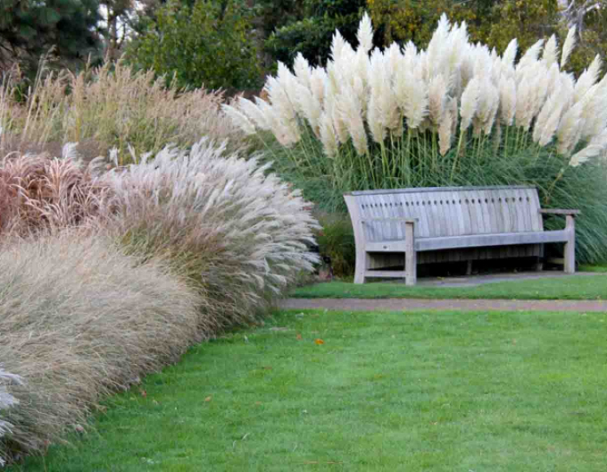 Pampová tráva ´White Feather´