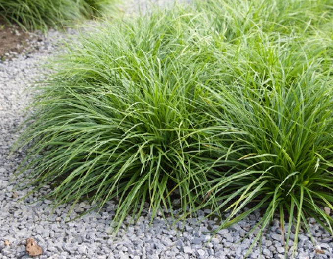 Ostřice ´Variegata´