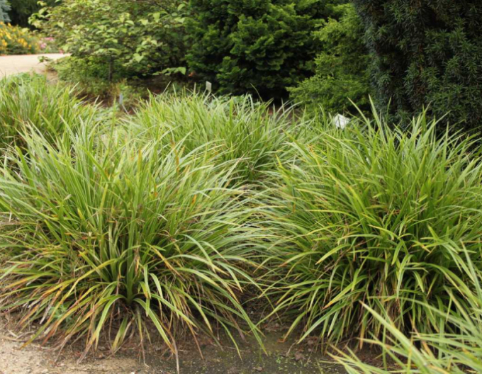 Ostřice ´Variegata´