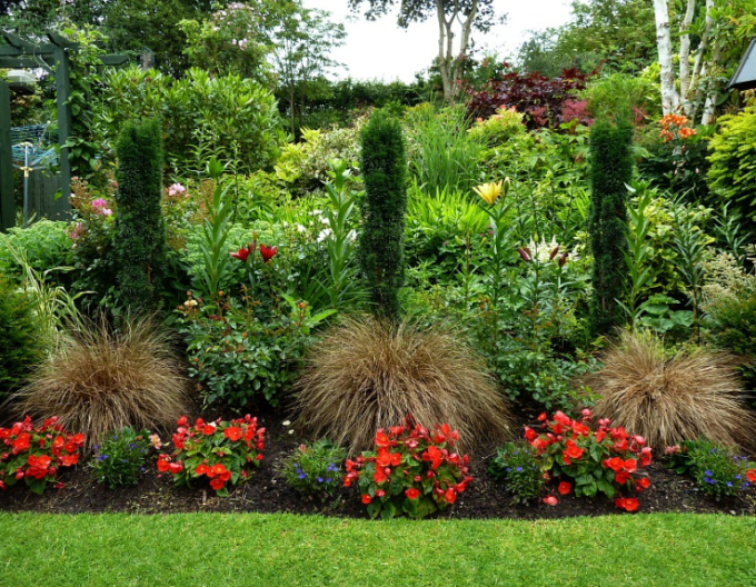 Ostřice Red Rooster