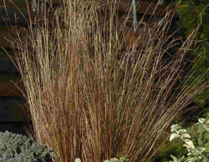 Ostřice Red Rooster