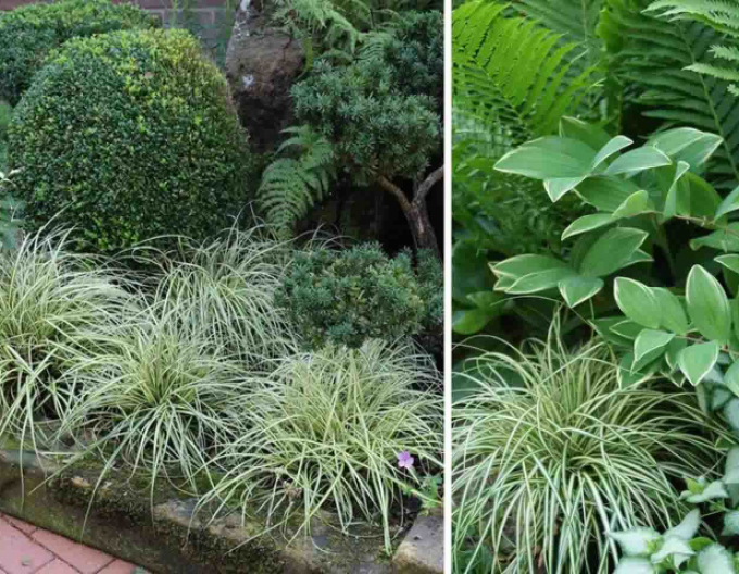 Ostřice ošimenská ´Evergold´