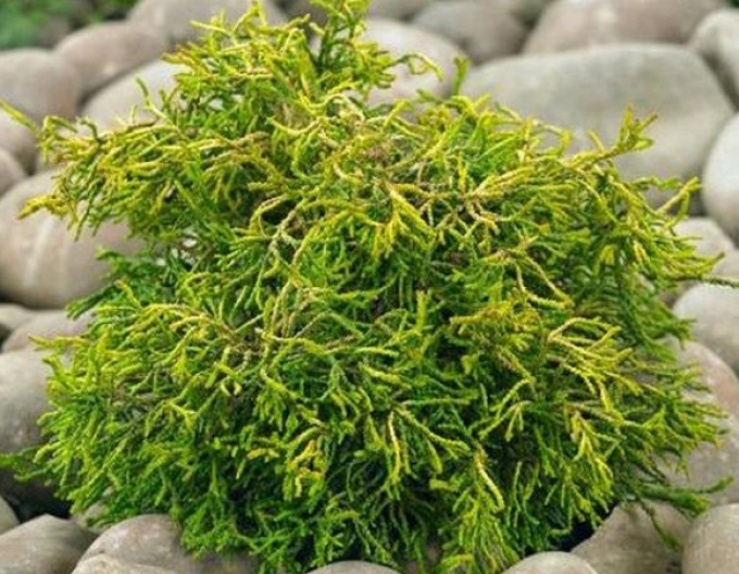 Cypřišek Tsatsumi Gold