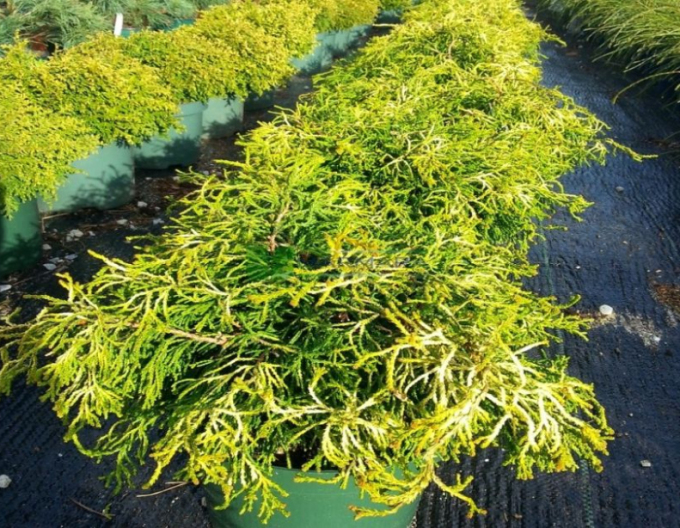 Cypřišek Tsatsumi Gold