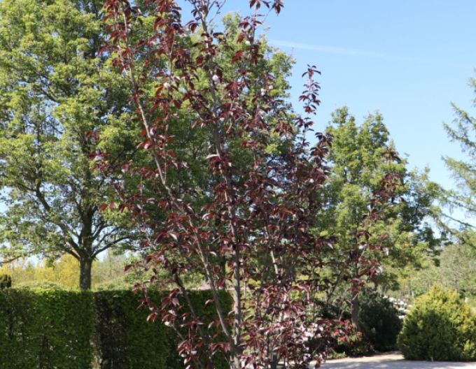 Okrasná třešeň ´Royal Burgundy´ víckmen