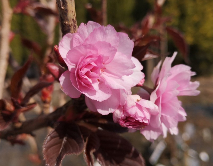 Okrasná třešeň ´Royal Burgundy´ víckmen