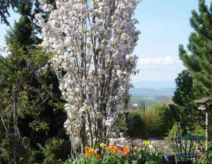 Okrasná třešeň Amanogawa