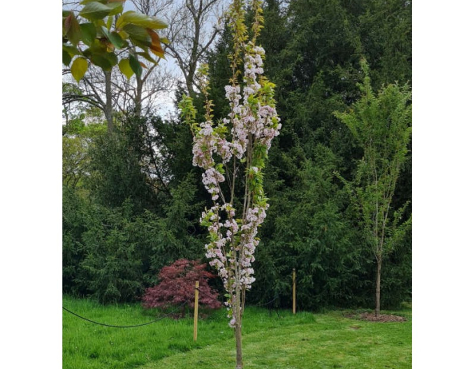 Okrasná třešeň Amanogawa