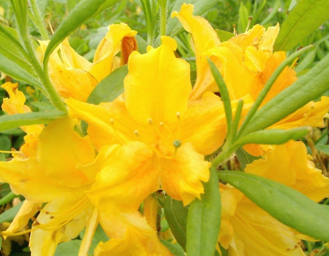 Azalka velkokvětá ´Golden light´