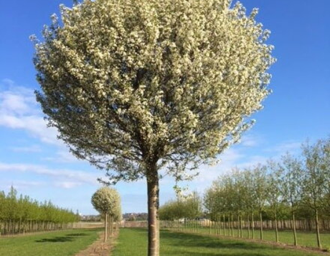 Třešeň křovitá ´Umbraculifera´ na kmínku 120cm